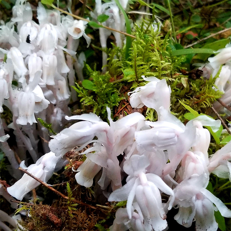 Ghost Pipe Podcast - stories about decolonizing mental health