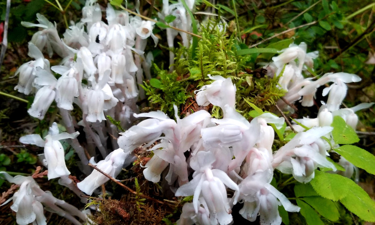 Ghost Pipe Podcast - stories about decolonizing mental health